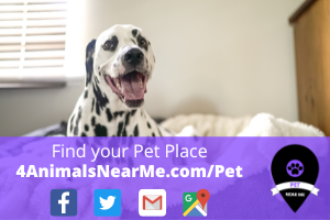 Find your Pet Place - 4animalsnearme.com - pet near me 19
