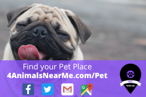 Find your Pet Place - 4animalsnearme.com - pet near me 4