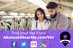 Find your Vet Place - 4animalsnearme.com - vet near me - Veterinary near me 1