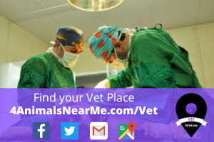 Find your Vet Place - 4animalsnearme.com - vet near me - Veterinary near me 13