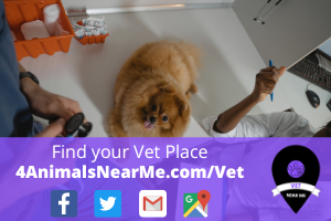 Find your Vet Place - 4animalsnearme.com - vet near me - Veterinary near me 14