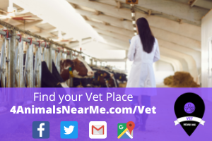 Find your Vet Place - 4animalsnearme.com - vet near me - Veterinary near me 15