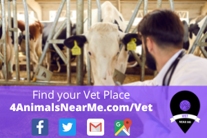 Find your Vet Place - 4animalsnearme.com - vet near me - Veterinary near me 17