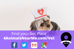Find your Vet Place - 4animalsnearme.com - vet near me - Veterinary near me 19