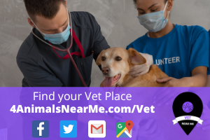 Find your Vet Place - 4animalsnearme.com - vet near me - Veterinary near me 2
