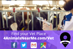 Find your Vet Place - 4animalsnearme.com - vet near me - Veterinary near me 4
