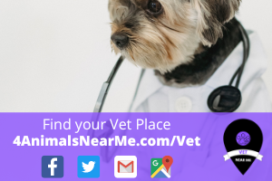 Find your Vet Place - 4animalsnearme.com - vet near me - Veterinary near me 7